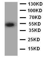 ANGPTL3 Antibody in Western Blot (WB)