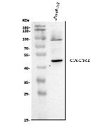 CXCR1 Antibody in Western Blot (WB)
