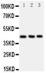 CCR9 Antibody in Western Blot (WB)