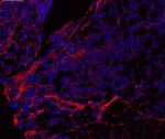 Collagen I Antibody in Immunohistochemistry (Paraffin) (IHC (P))