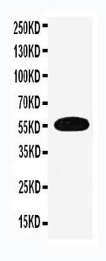 EAAC1 Antibody in Western Blot (WB)