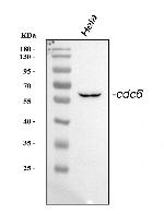 Cdc6 Antibody in Western Blot (WB)