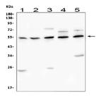 CHRM1 Antibody in Western Blot (WB)