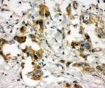 COMT Antibody in Immunohistochemistry (Paraffin) (IHC (P))