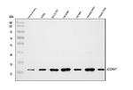 COMT Antibody in Western Blot (WB)