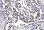 COX1 Antibody in Immunohistochemistry (Paraffin) (IHC (P))