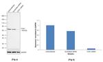 COX1 Antibody