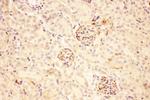 ACTH Antibody in Immunohistochemistry (Paraffin) (IHC (P))