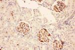 ACTH Antibody in Immunohistochemistry (Paraffin) (IHC (P))