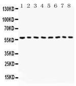 Beclin 1 Antibody in Western Blot (WB)