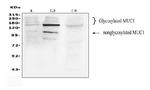 MUC1 Antibody in Western Blot (WB)