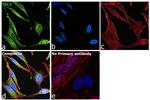 TSC2 Antibody in Immunocytochemistry (ICC/IF)