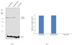 TSC2 Antibody in Western Blot (WB)