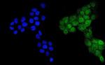 Ubiquitin B Antibody in Immunocytochemistry (ICC/IF)