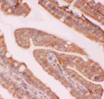 NFkB p52/p100 Antibody in Immunohistochemistry (Paraffin) (IHC (P))