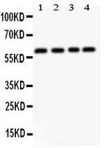 RUNX2 Antibody in Western Blot (WB)