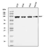 B-Raf Antibody in Western Blot (WB)