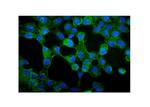 gamma Catenin Antibody in Immunocytochemistry (ICC/IF)