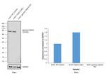 gamma Catenin Antibody in Western Blot (WB)