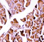 GPX1 Antibody in Immunohistochemistry (Paraffin) (IHC (P))