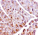 GPX1 Antibody in Immunohistochemistry (Paraffin) (IHC (P))