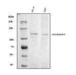 KCNMA1 Antibody in Western Blot (WB)