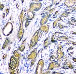 PSA Antibody in Immunohistochemistry (Paraffin) (IHC (P))