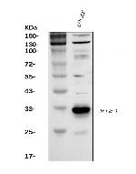 PSA Antibody in Western Blot (WB)