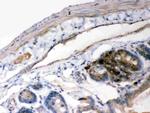 IkB alpha Antibody in Immunohistochemistry (Paraffin) (IHC (P))