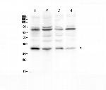 IkB alpha Antibody in Western Blot (WB)