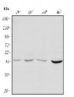 PIM1 Antibody in Western Blot (WB)