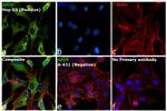 APOE Antibody in Immunocytochemistry (ICC/IF)