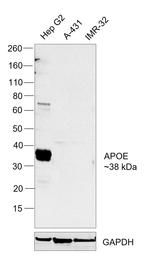 APOE Antibody in Western Blot (WB)