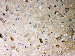 PP2A alpha Antibody in Immunohistochemistry (Paraffin) (IHC (P))