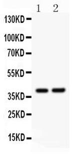 SOX1 Antibody in Western Blot (WB)