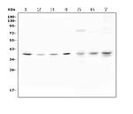 STRAP Antibody in Western Blot (WB)