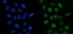 Cyclin A2 Antibody in Immunocytochemistry (ICC/IF)