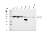 Cyclin A2 Antibody in Western Blot (WB)