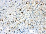 TLR5 Antibody in Immunohistochemistry (Paraffin) (IHC (P))