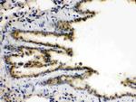 XBP1 Antibody in Immunohistochemistry (Paraffin) (IHC (P))