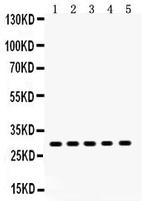 XBP1 Antibody in Western Blot (WB)