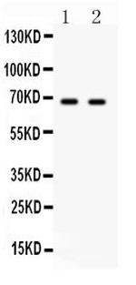 PLK1 Antibody in Western Blot (WB)