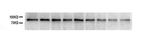 SOX5 Antibody in Western Blot (WB)