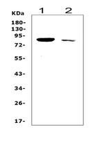 SOX5 Antibody in Western Blot (WB)