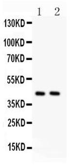 STING Antibody in Western Blot (WB)