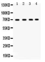 Ku70 Antibody in Western Blot (WB)