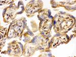 COMT Antibody in Immunohistochemistry (Frozen) (IHC (F))