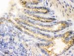 COMT Antibody in Immunohistochemistry (Frozen) (IHC (F))