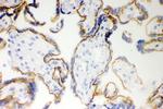 E-cadherin Antibody in Immunohistochemistry (Frozen) (IHC (F))