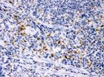 M-CSF Antibody in Immunohistochemistry (Paraffin) (IHC (P))